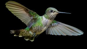 Oiseau
