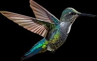 Oiseau